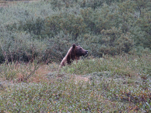 Aramark-德纳利国家公园和自然保护区必去景点