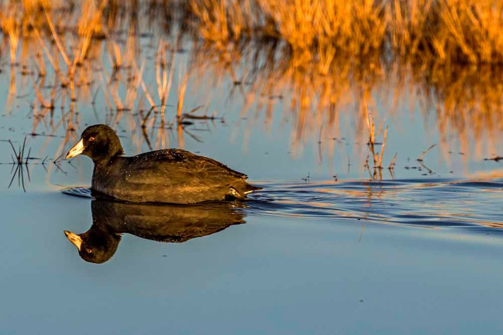 Bitter Lake National Wildlife Refuge-罗斯威尔必去景点