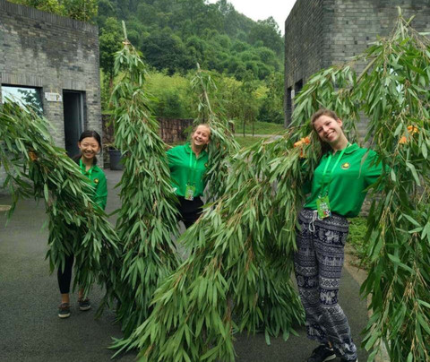 panda volunteering  and photo taking-都江堰市必去景点