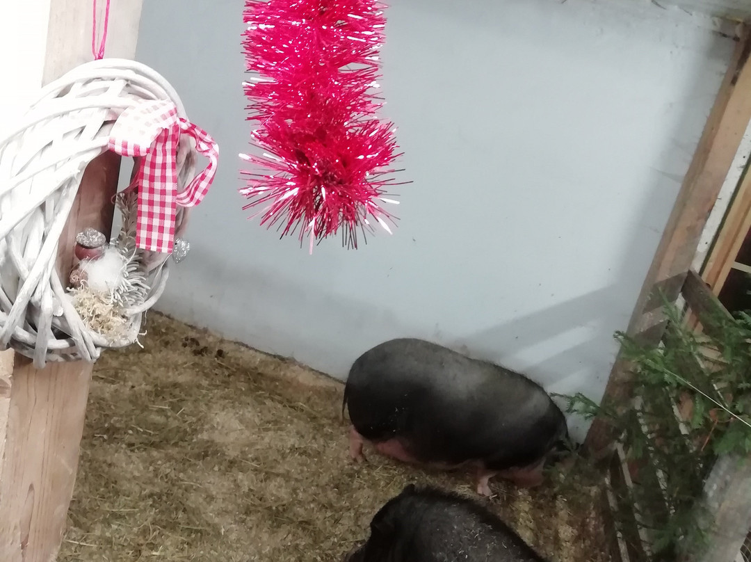 Kuopio Animal Park景点图片