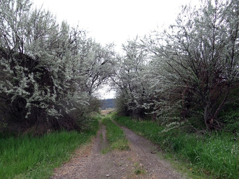 Monte Creek Provincial Park-坎卢普斯必去景点