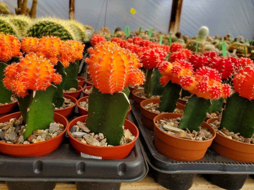 B & B Cactus Farm-图森必去景点