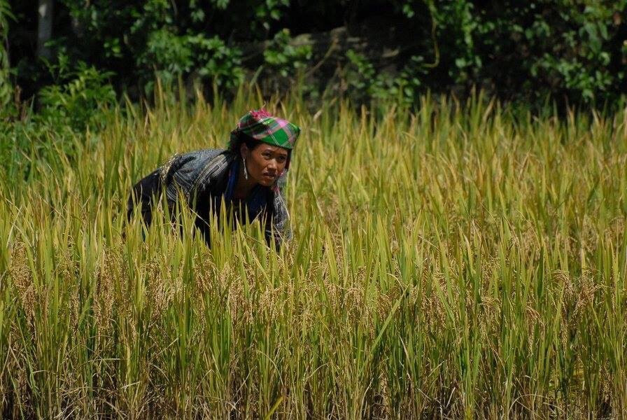 La Pan Tan-Mu Cang Chai必去景点