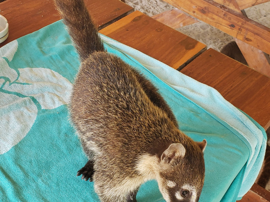 Dressel Divers Cancún-坎昆必去景点