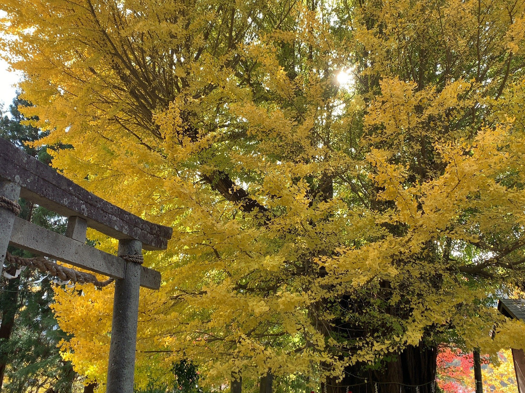 Large Ginkgo Tree in Yamadera景点图片