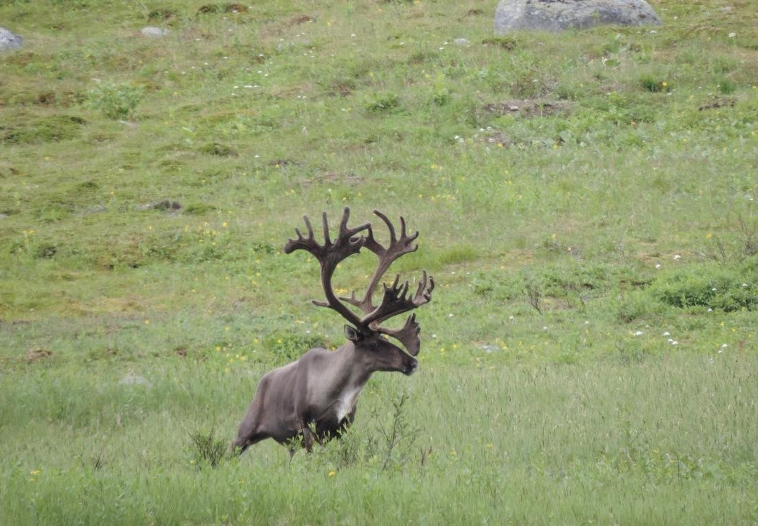 Sahtu Adventures-Norman Wells必去景点