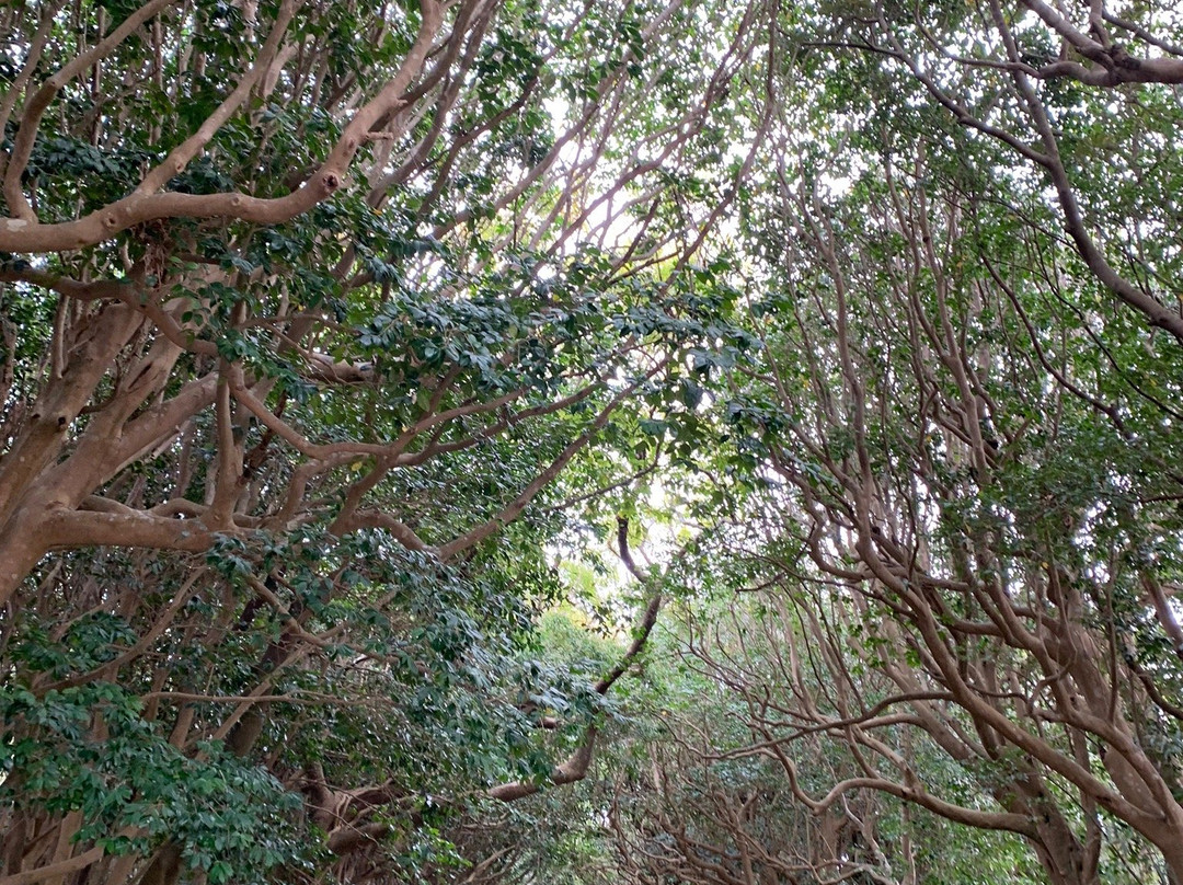 Sakatsura Isozaki Shrine Forest-常陆那珂市必去景点