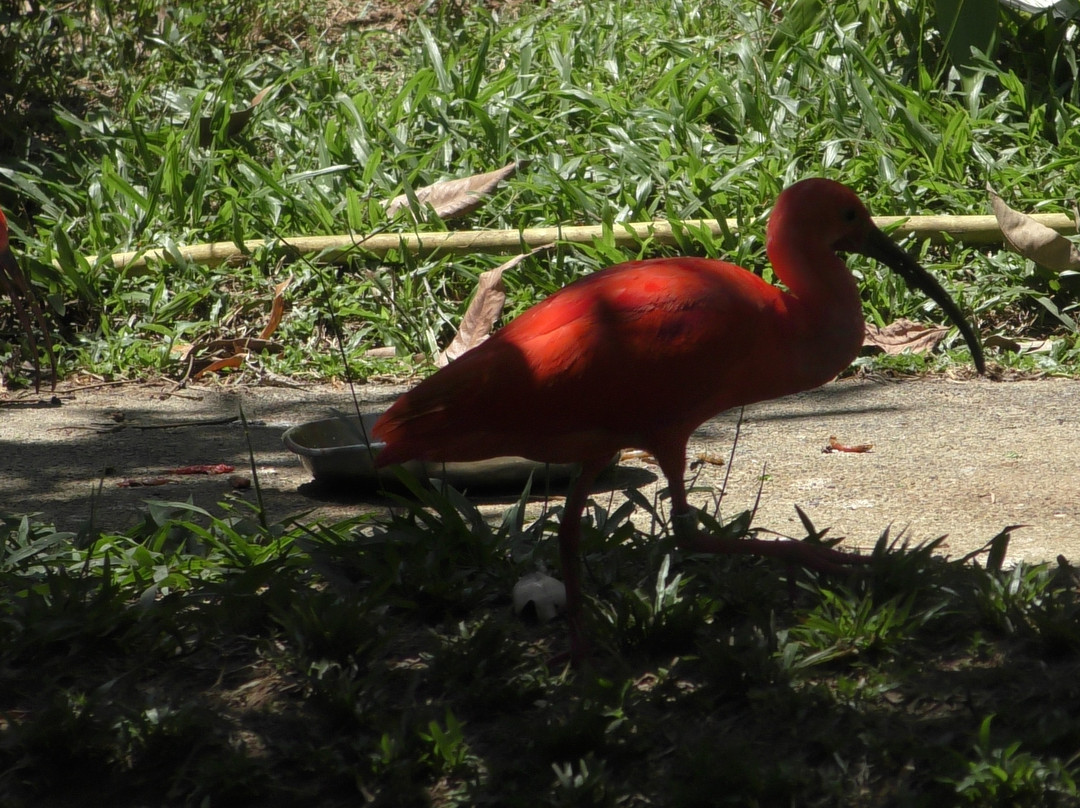 Zoo de Guyane景点图片