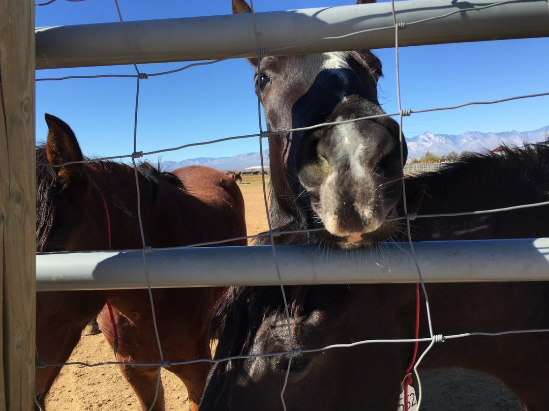 Ridgecrest Regional Wild Horse and Burro Corrals-里奇克莱斯特必去景点
