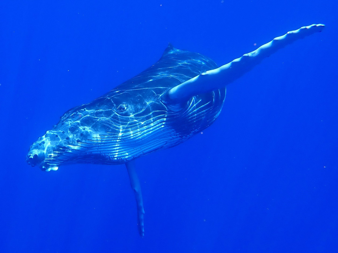 Tahiti Iti Diving景点图片