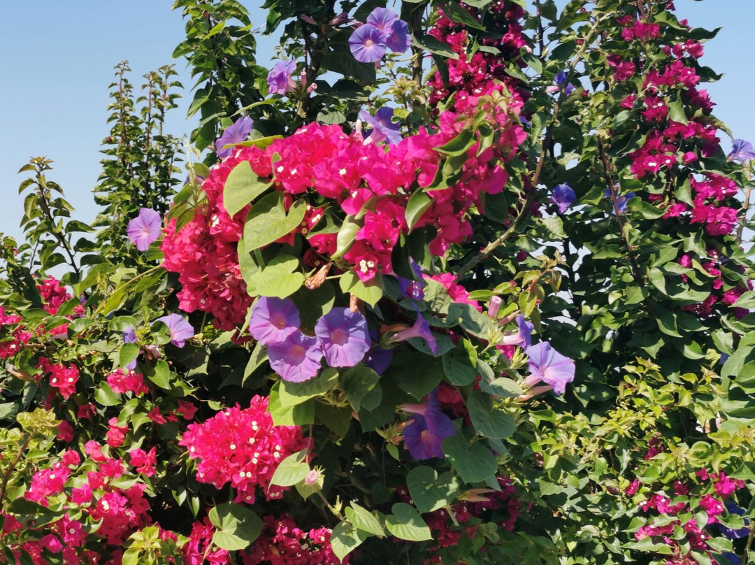 Mastichari Bay Hotel主图