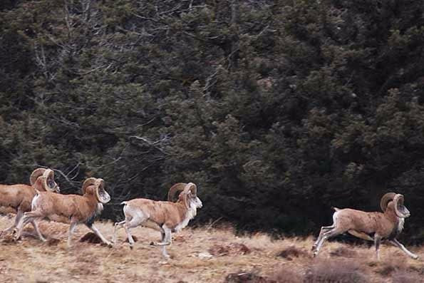 Bamou National Park景点图片