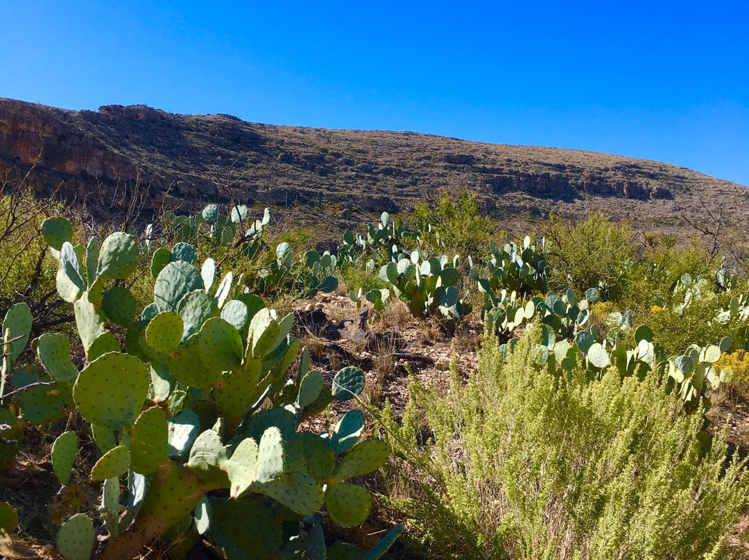 Walnut Canyon Desert Drive-卡尔斯巴德洞穴国家公园必去景点