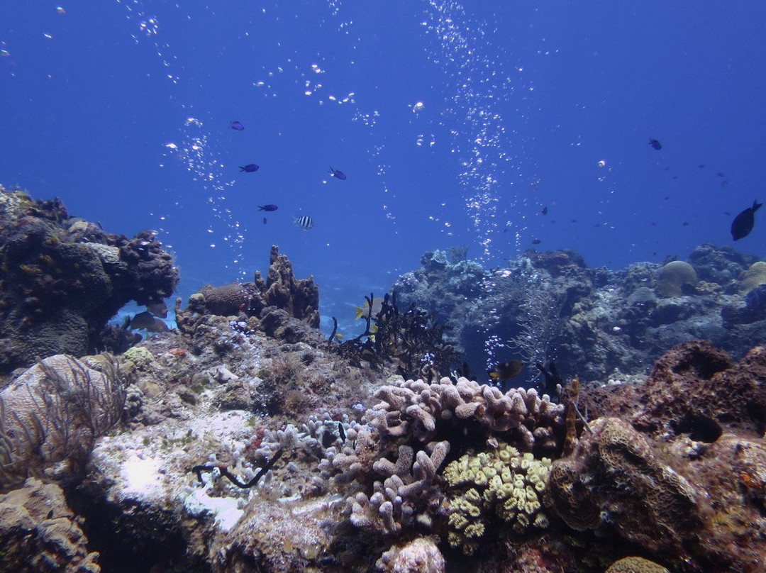 K & K Diving