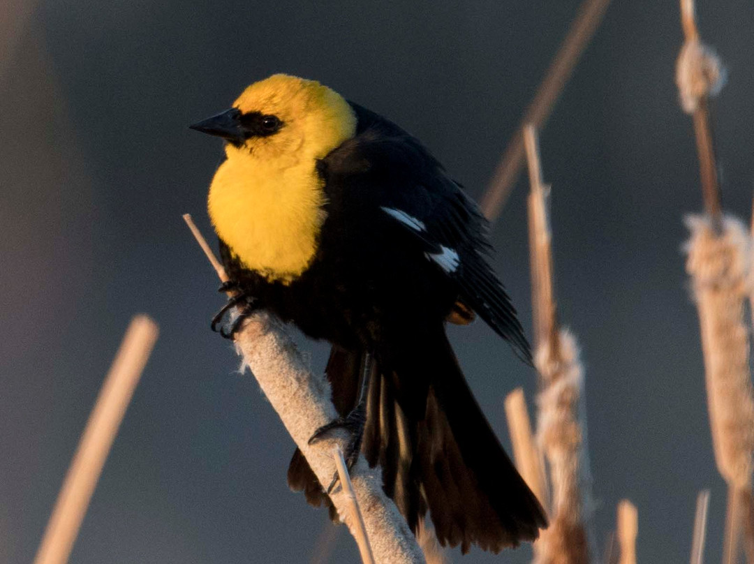 Arrowwood National Wildlife Refuge景点图片