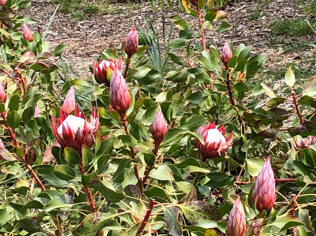 Dandenong Ranges Botanic Garden景点图片