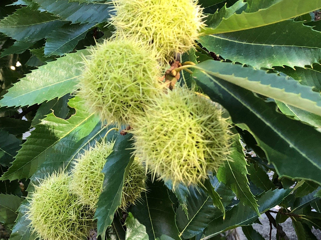 Solar da Castanha - Forest House主图