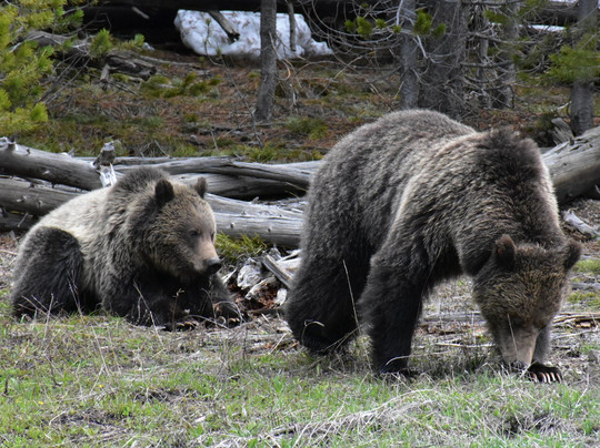 Yellowstone Western Tours