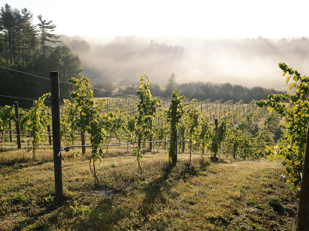 Agronomy Farm Vineyard景点图片