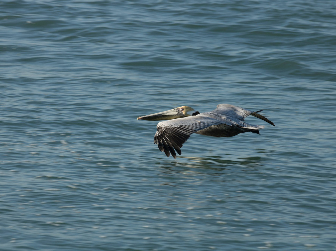 Charlotte Harbor Tours-恩格尔伍德必去景点