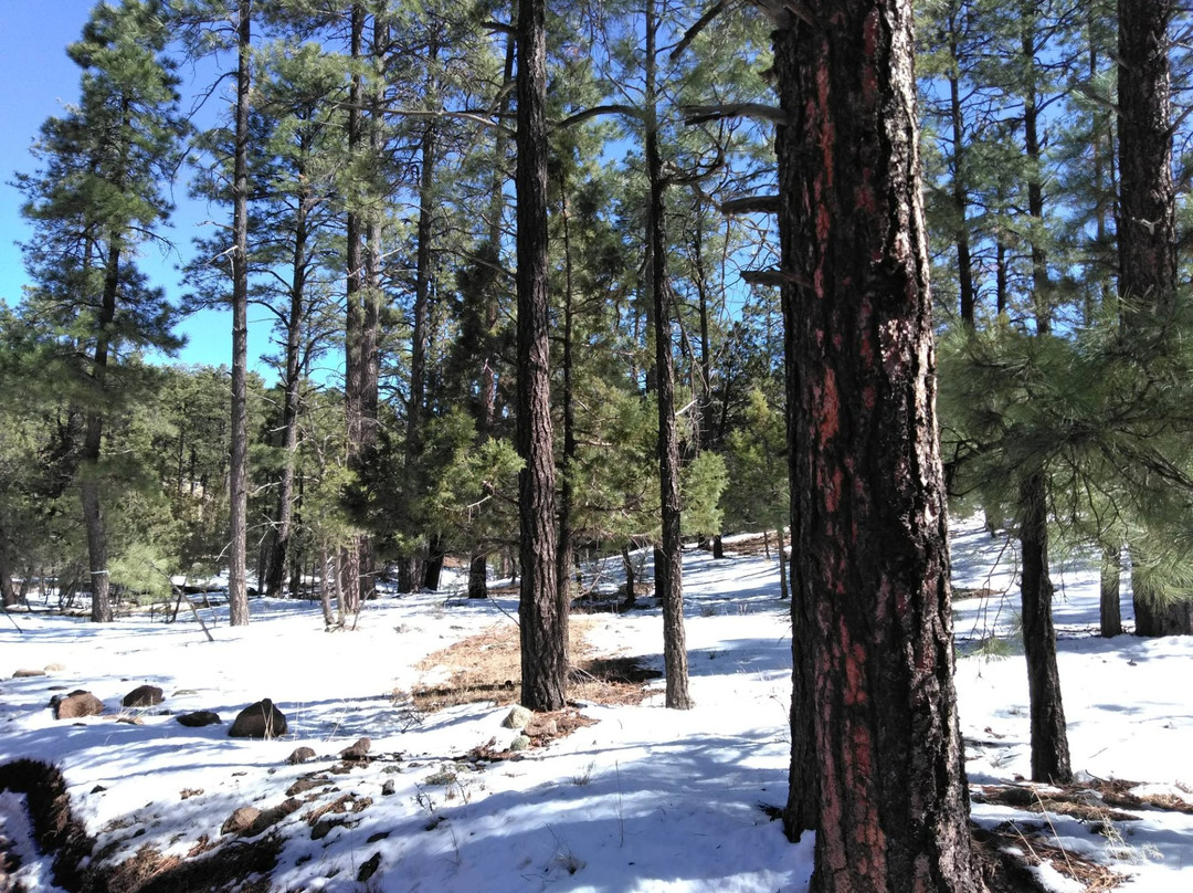 Woodchute Wilderness Area景点图片