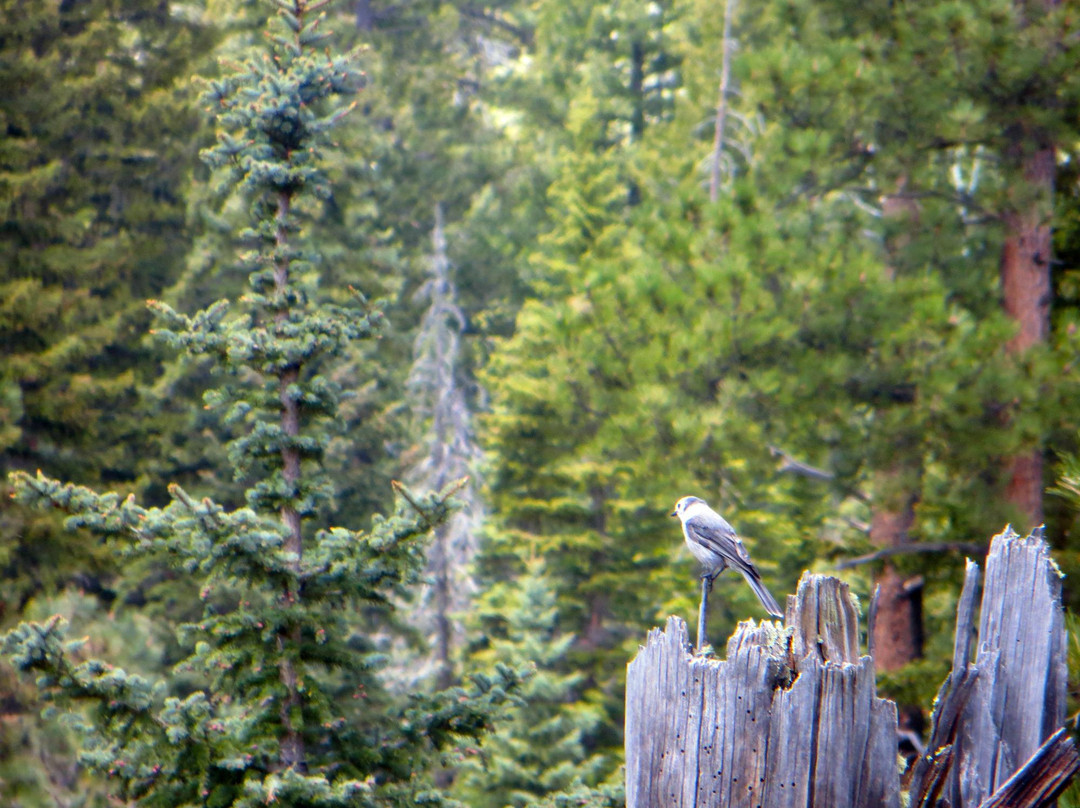 West Baldy Trail