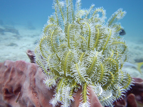 DJL Diving Koh Lipe-丽贝岛必去景点