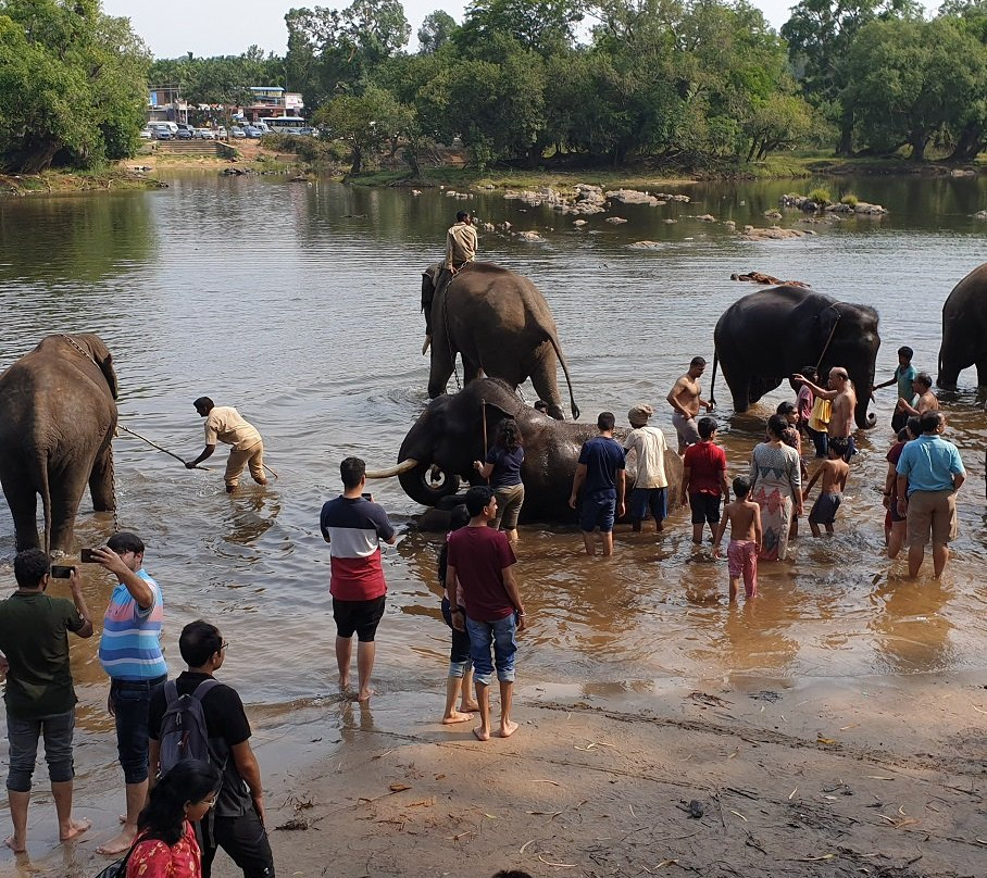 Dubare Elephant Camp景点图片