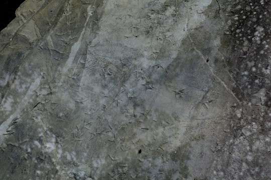 Empreintes des Pattes des Oiseaux Marins-La Robine-sur-Galabre必去景点