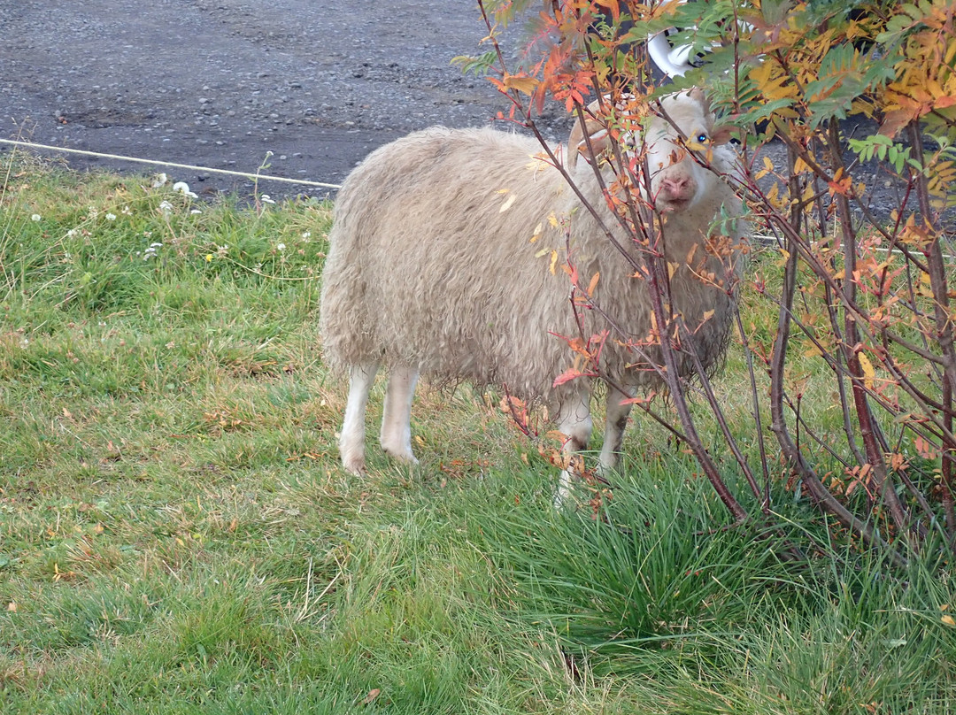 Fossholl Guesthouse主图