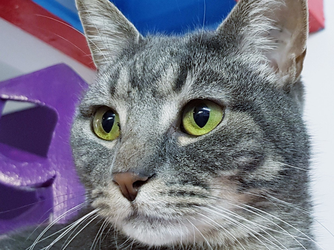 Cat Cuddle Café-布里斯班必去景点