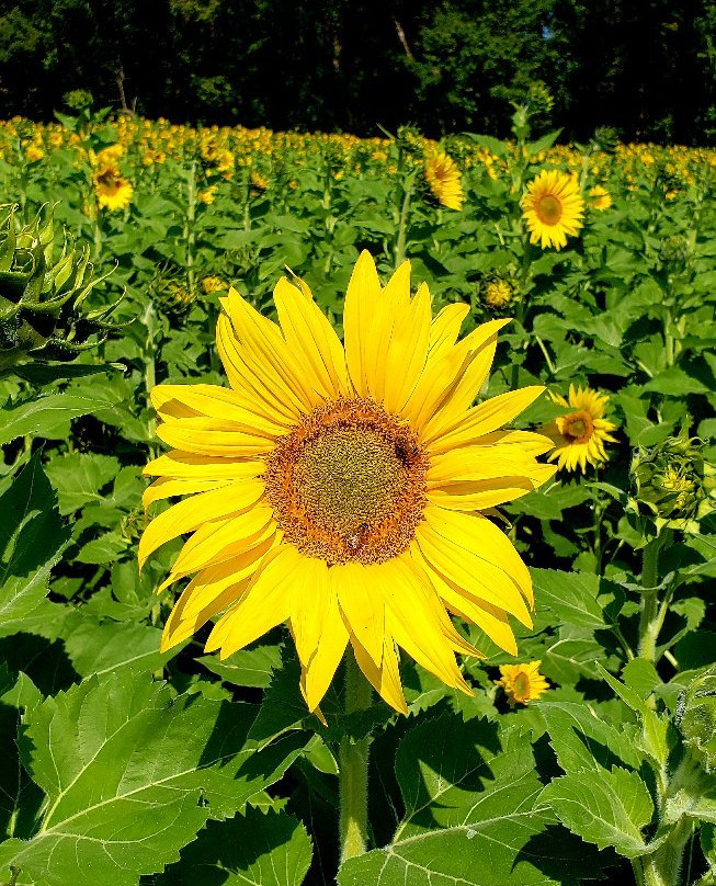 Clear Meadow Farm景点图片