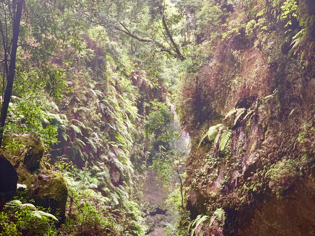 Bosque de Los Tilos景点图片