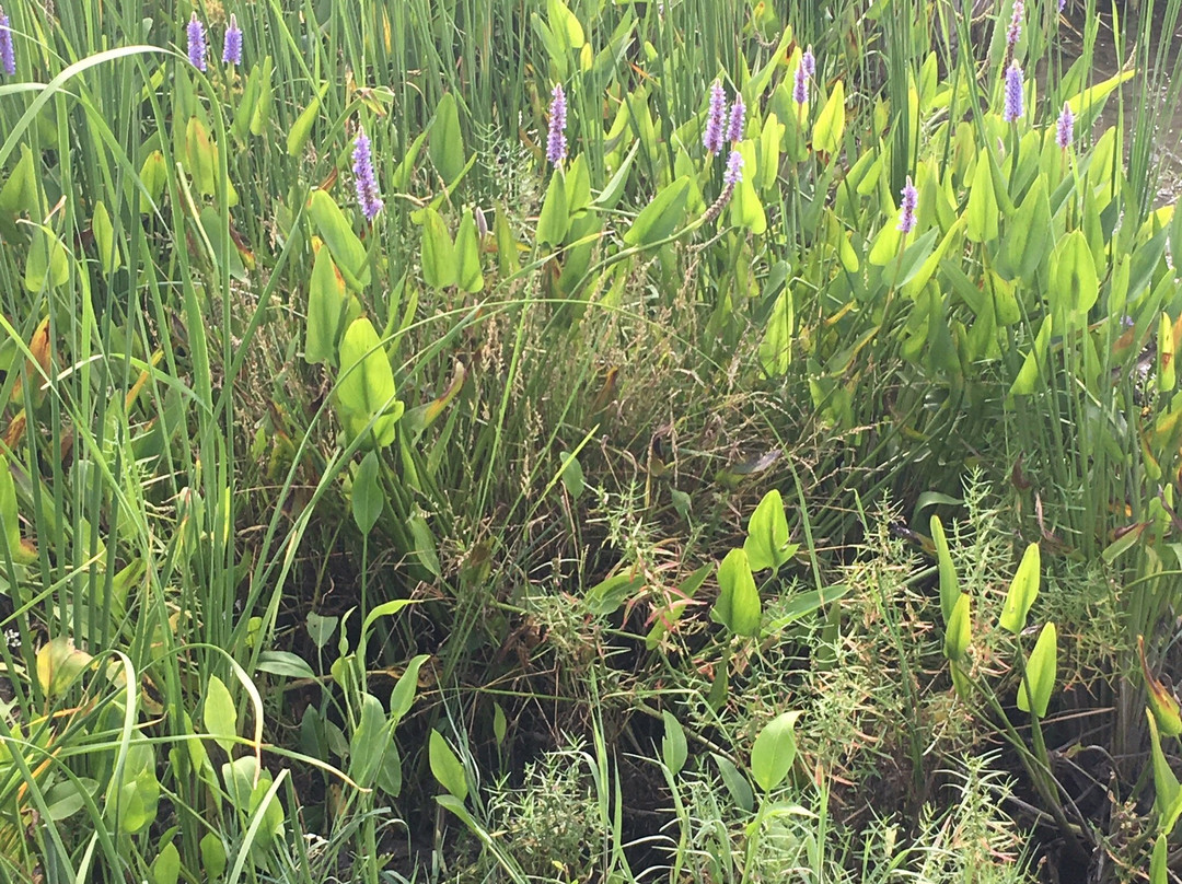 John Bunker Sands Wetland Center-Seagoville必去景点