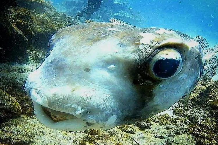 Scuba Mafia-艾湄湾必去景点