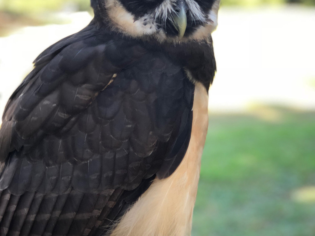 The Center For Birds Of Prey景点图片