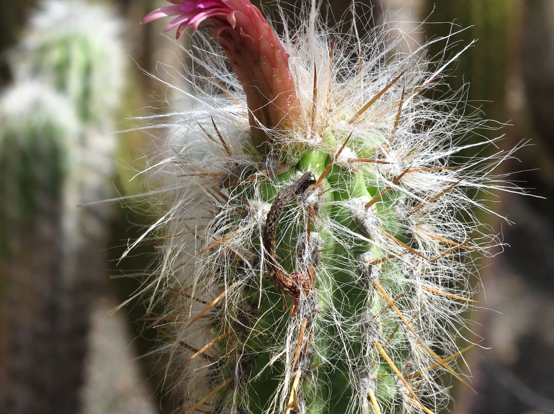 Cactualdea Park景点图片