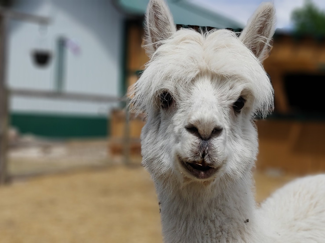 The 10 Acre Woods-Anola必去景点