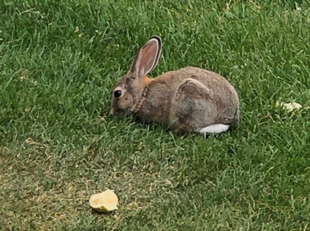 科迪牛仔村主图