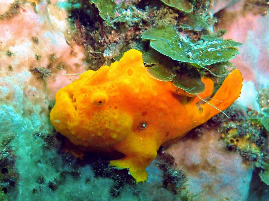 Izu Oceanic Park Diving Center - I.O.P.景点图片