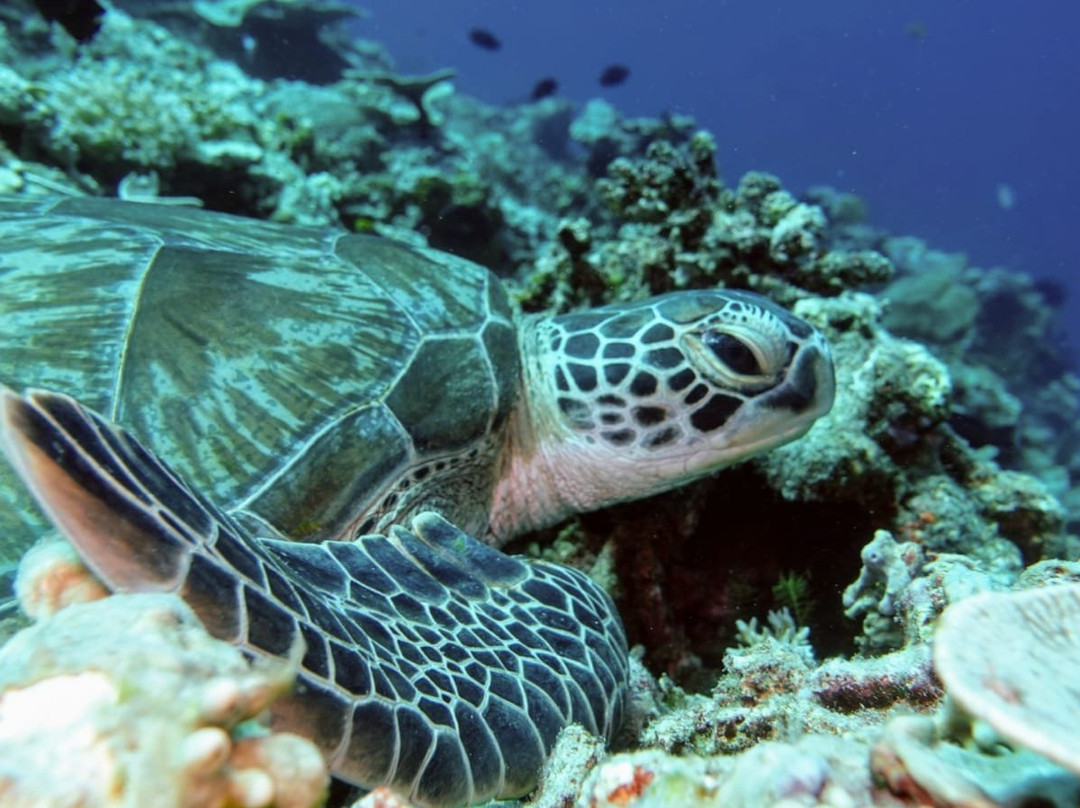Blue Coral Diving-Senggigi必去景点