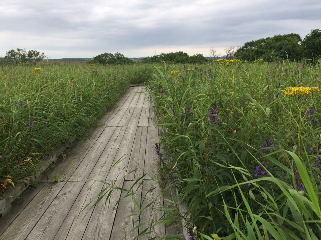 Sarobetsu Primeval Garden-丰富町必去景点