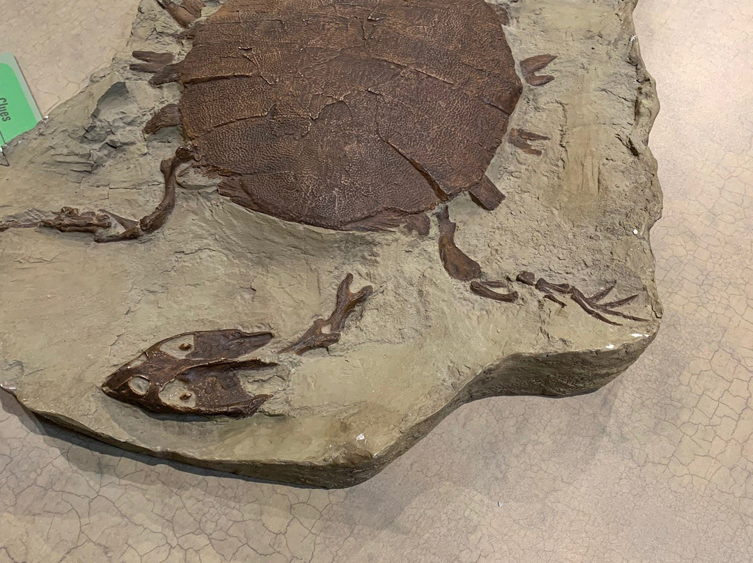 T. rex Discovery Centre-Eastend必去景点