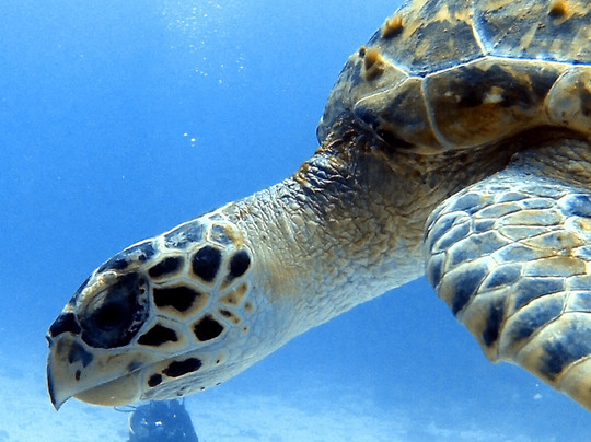 Pray Dive-Karon Beach必去景点