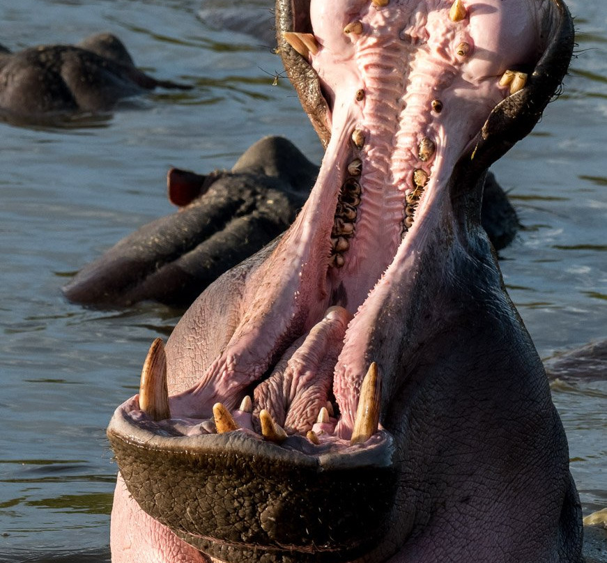 Aardvark Safaris景点图片