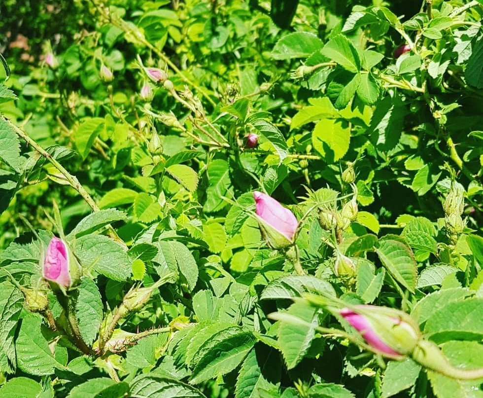 Vallée Des Roses-厄尔克拉莫戈纳必去景点