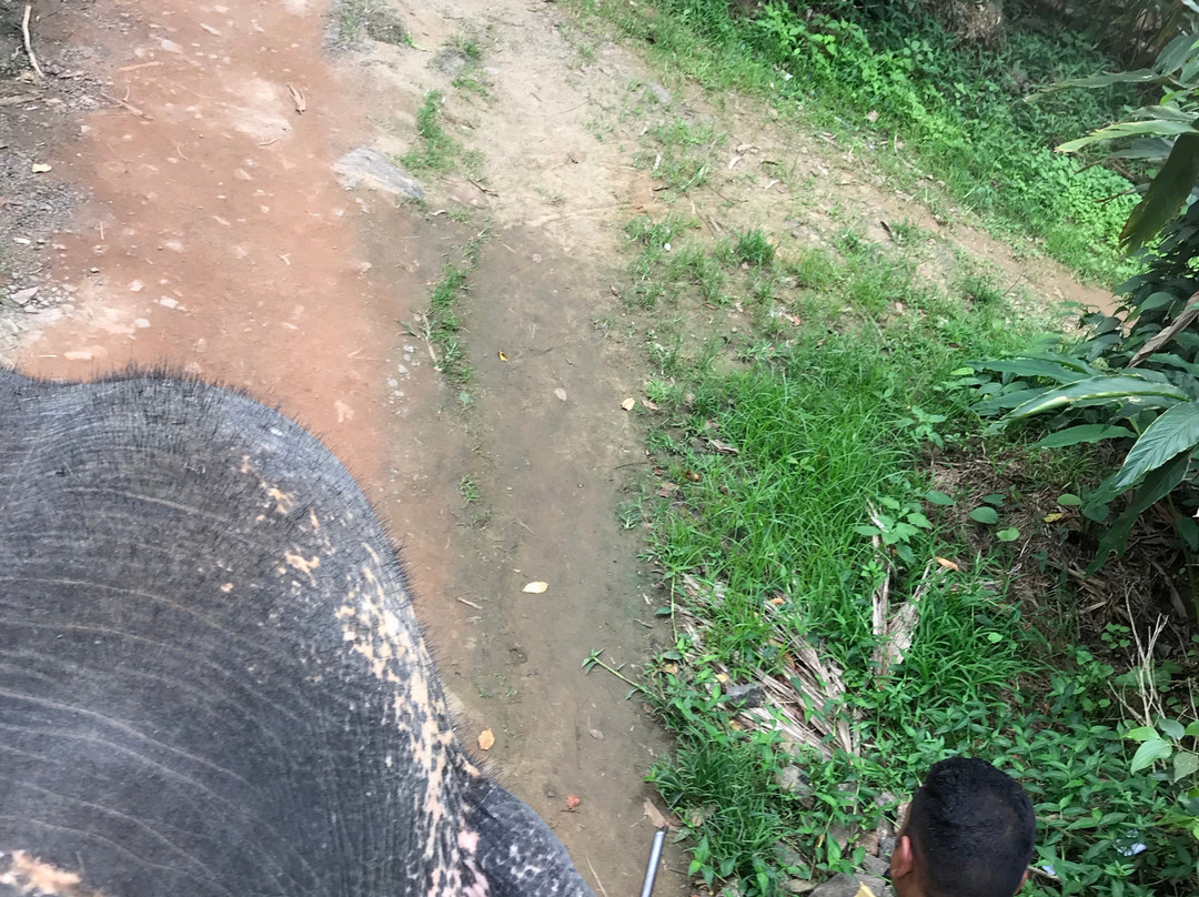 Elephant Junction-帖可迪必去景点