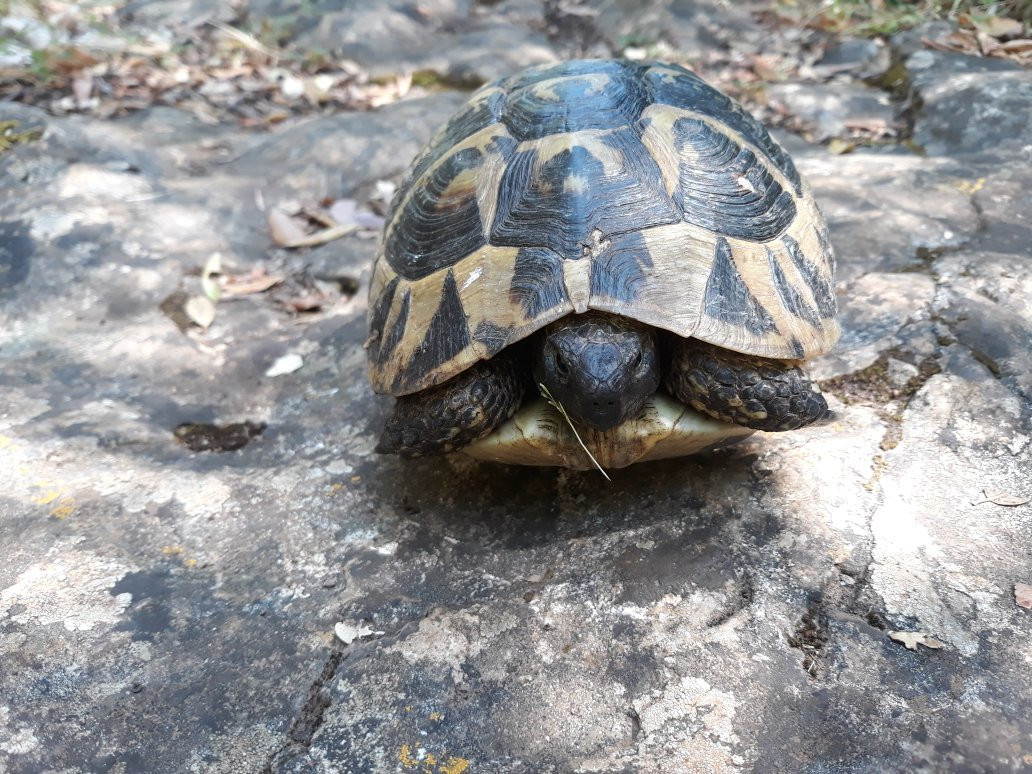 Footpath Cavtat - Radovčići景点图片