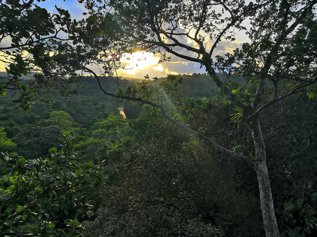 Canopy Guyana景点图片