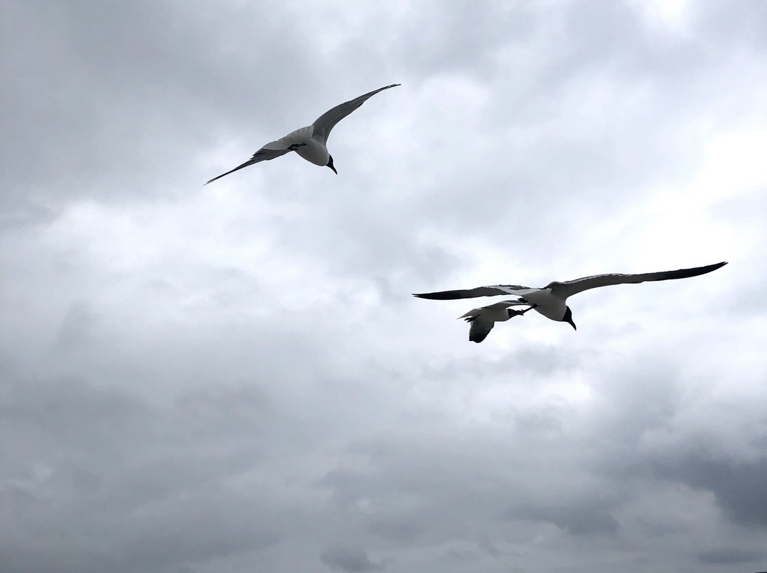 Malaquite Beach-科珀斯克里斯蒂市必去景点